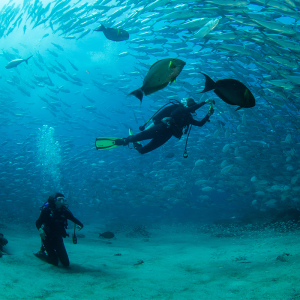 Maravillas Submarinas: Una Excursión Única en Panamá