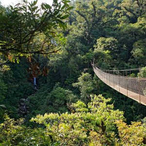 Canopy: Aventura en las Alturas de la Selva Tropical