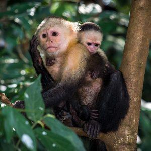 Aventura por la Isla de los Monos, Aldea Indígena Emberá y el Lago Gatún
