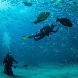 Vista panorámica de las maravillas submarinas en Panamá con corales y peces exóticos