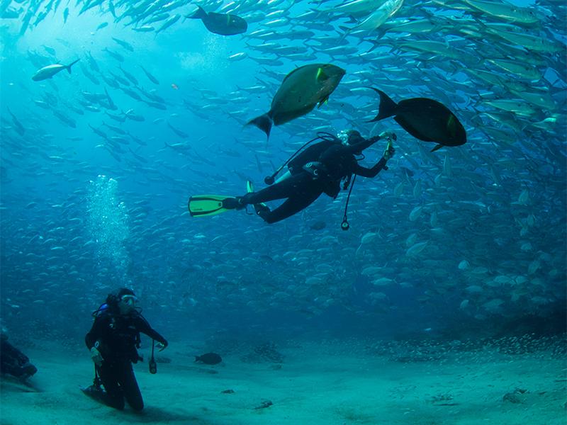 Vista panorámica de las maravillas submarinas en Panamá con corales y peces exóticos