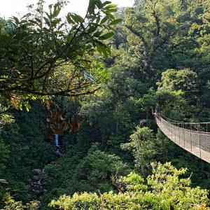 Canopy: Aventura en las Alturas de la Selva Tropical