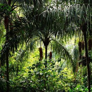 Escapada Ecológica al Parque Nacional Soberanía