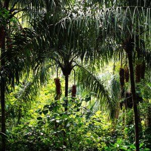 Escapada Ecológica al Parque Nacional Soberanía